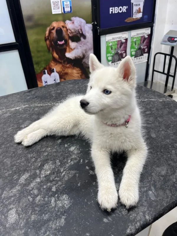 White Siberian Husky puppy receiving veterinary care in Punawale Pune